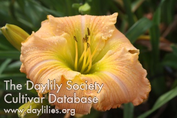 Daylily A Touch of Sherry